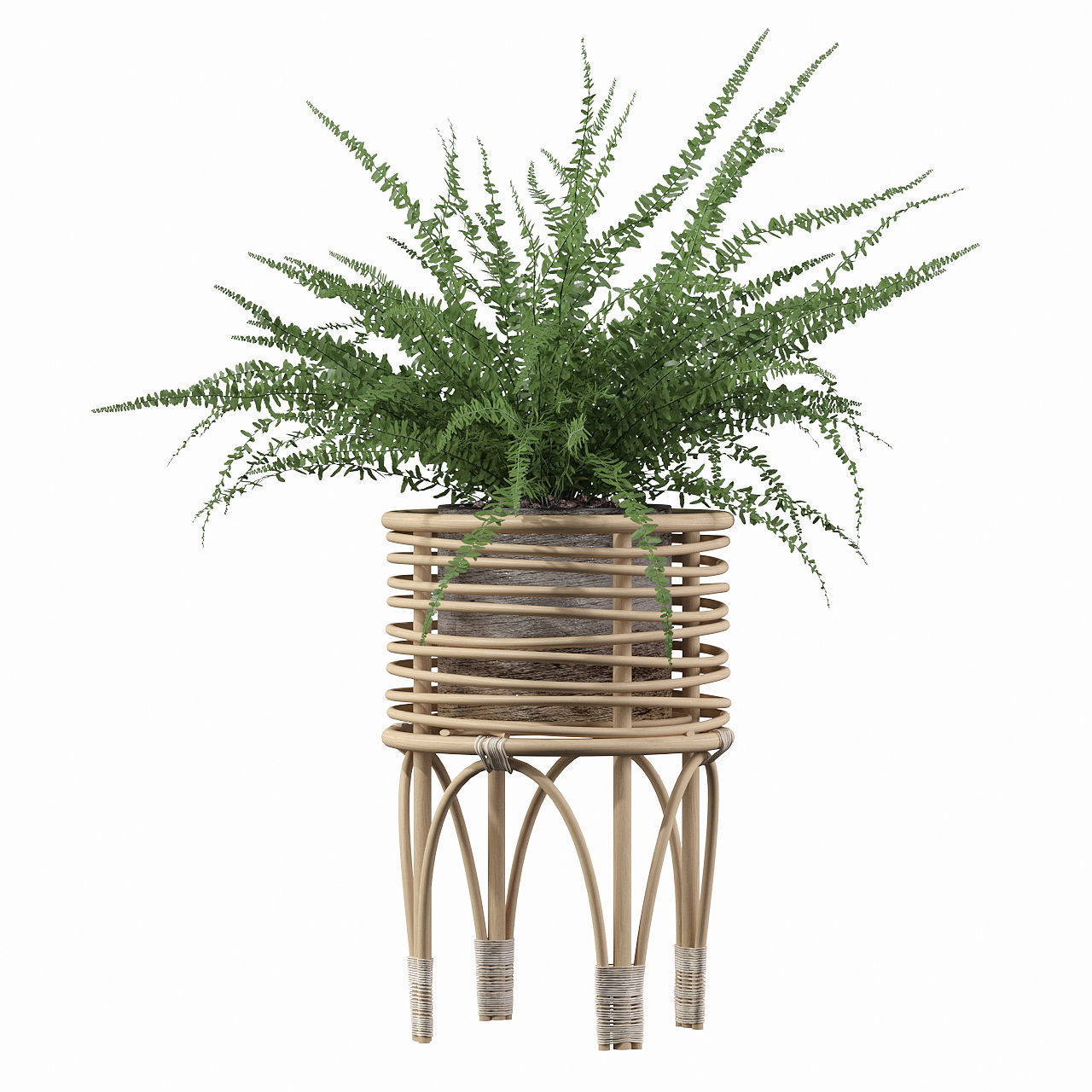 Fern in rattan stand 3D model_2