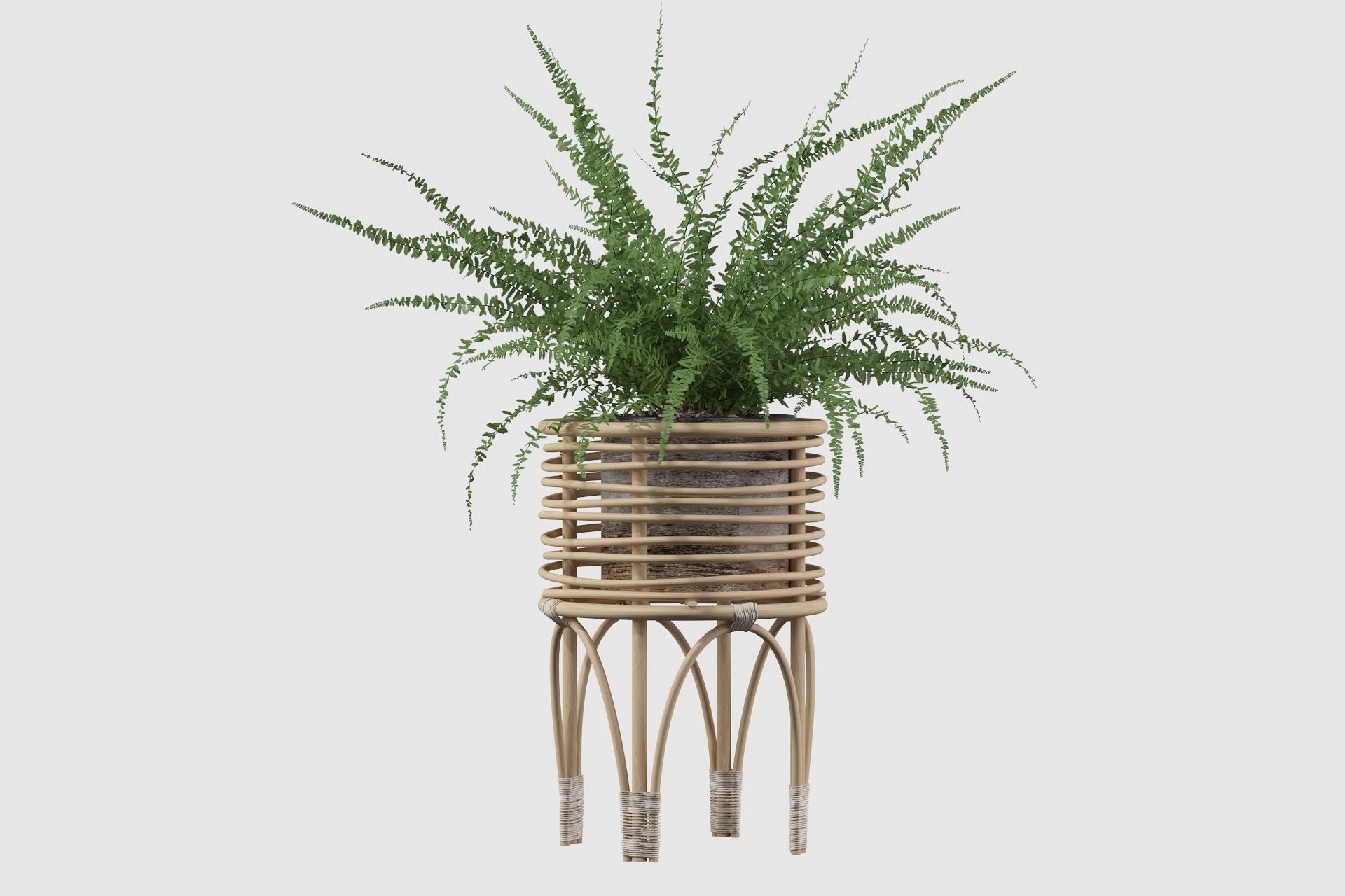 Fern in rattan stand 3D model_19