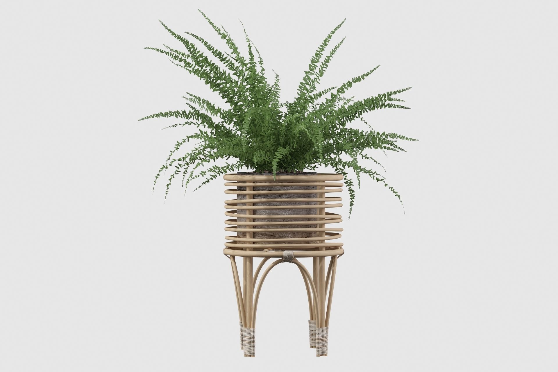 Fern in rattan stand 3D model_14