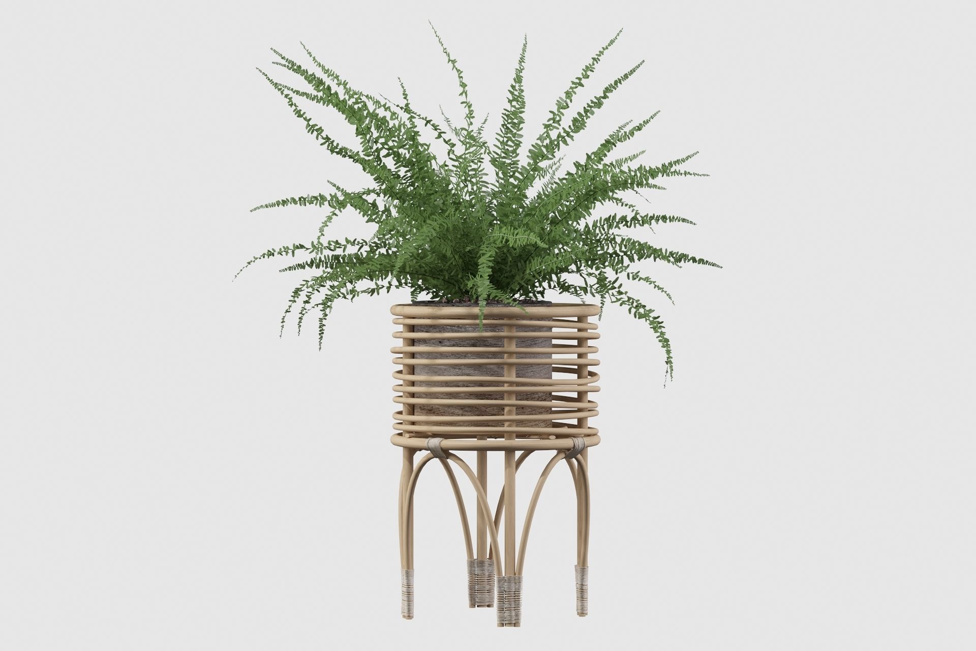Fern in rattan stand 3D model_12