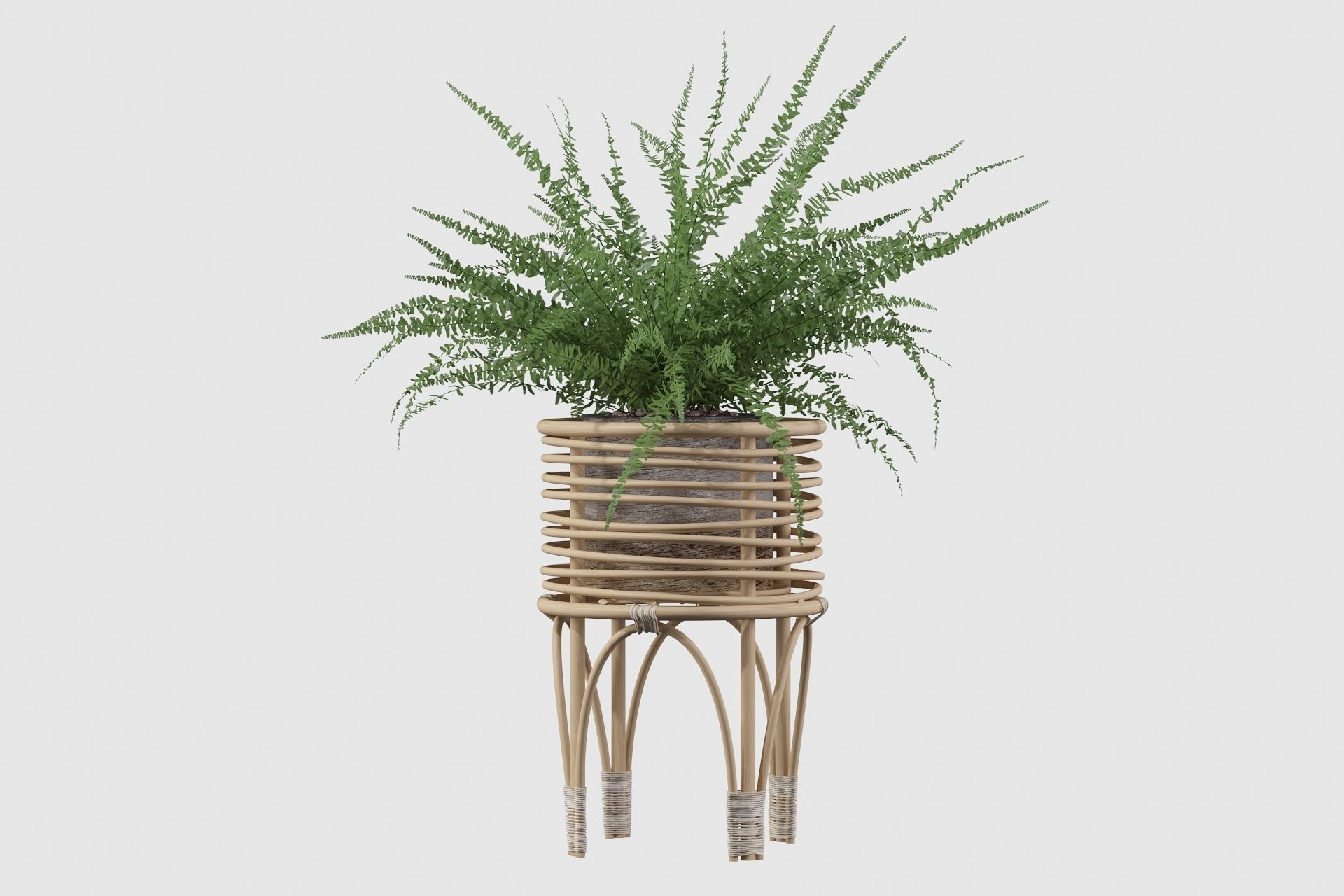 Fern in rattan stand 3D model_7