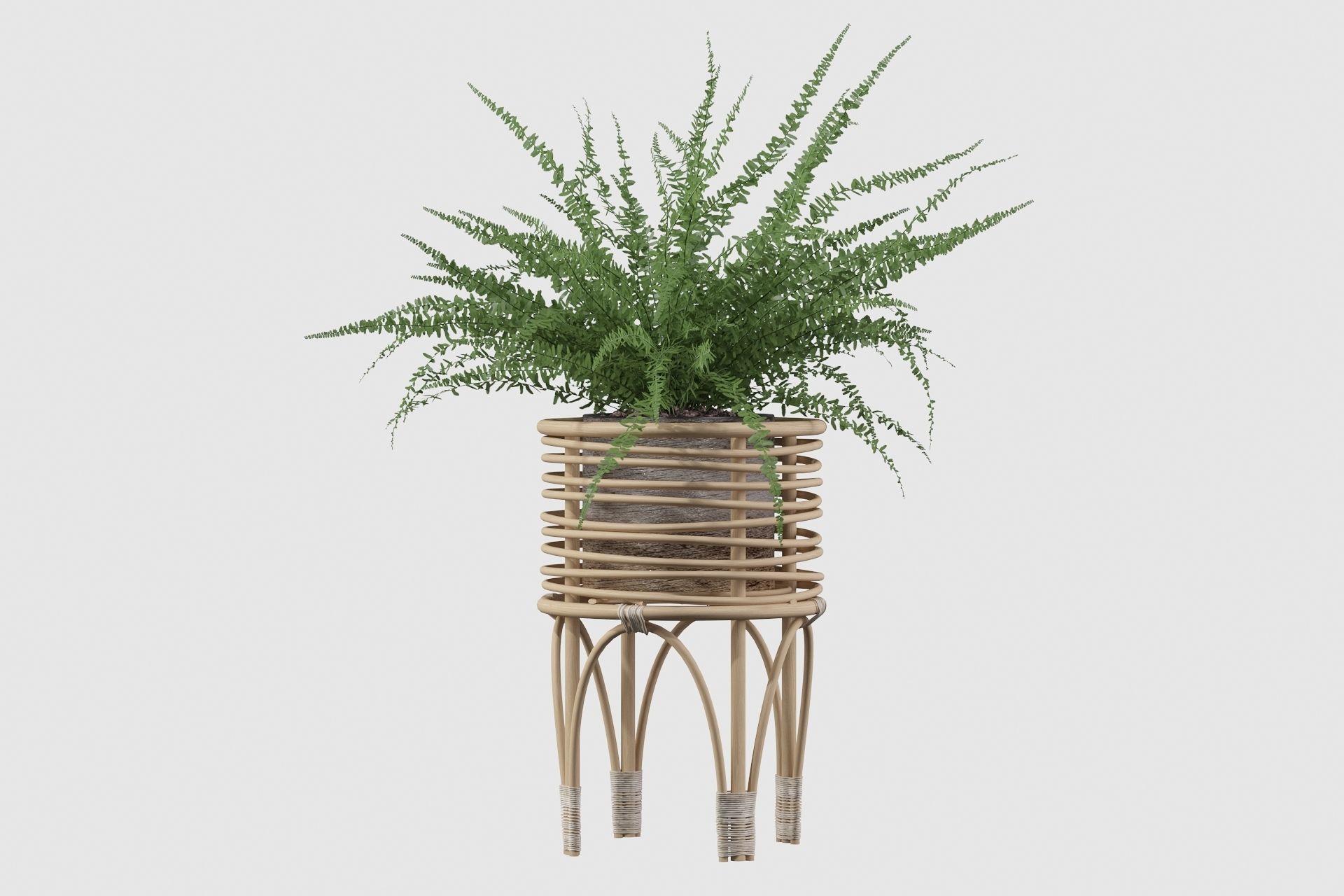 Fern in rattan stand 3D model_6