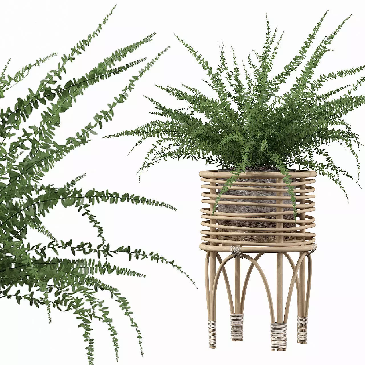 Fern in rattan stand 3D model_0