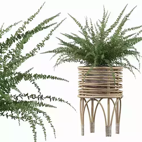 Fern in rattan stand 3D model