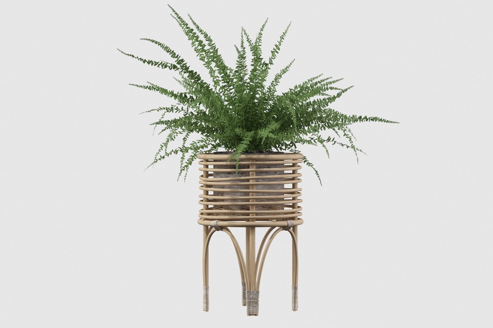 Fern in rattan stand 3D model_16