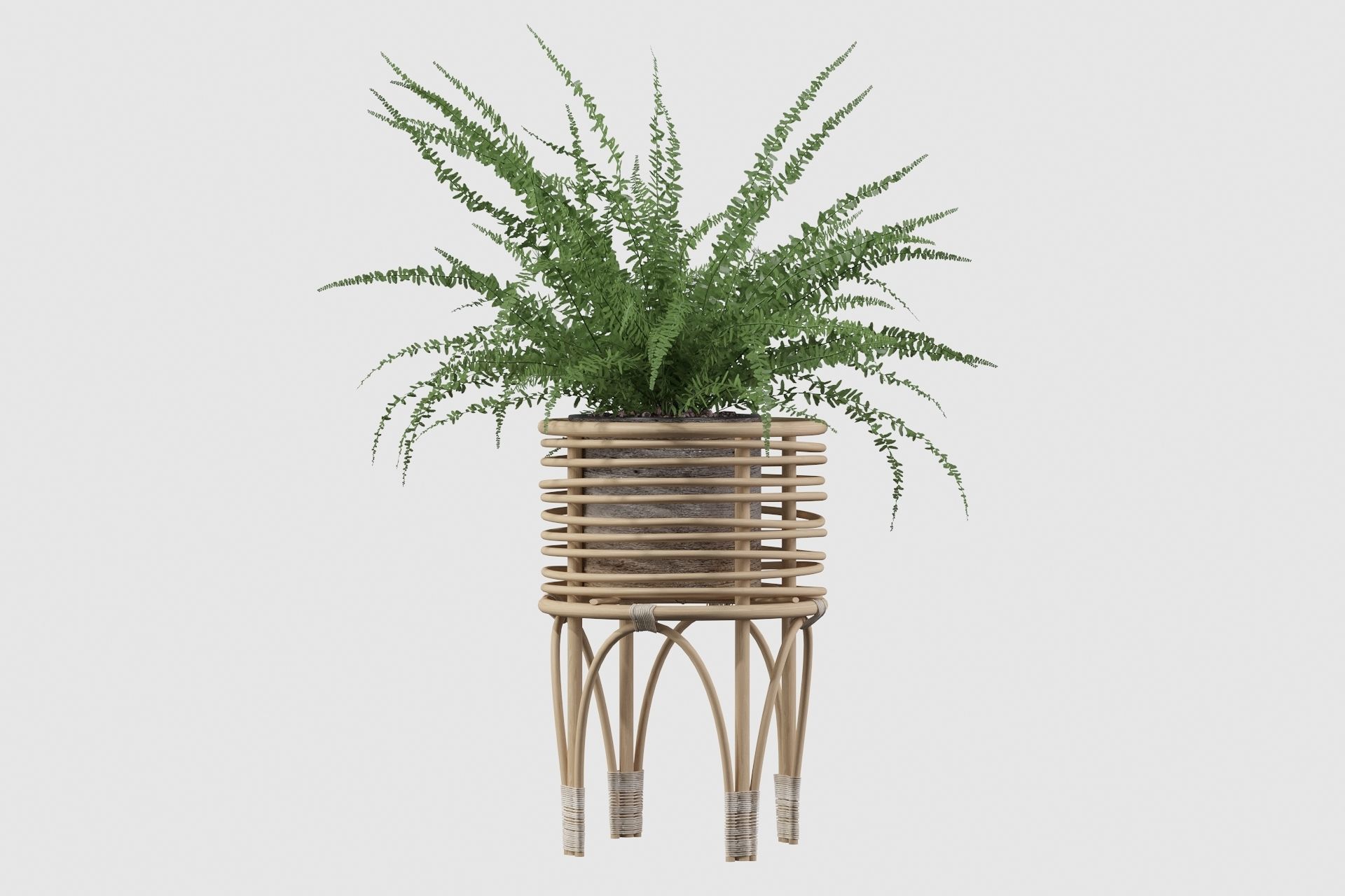Fern in rattan stand 3D model_13