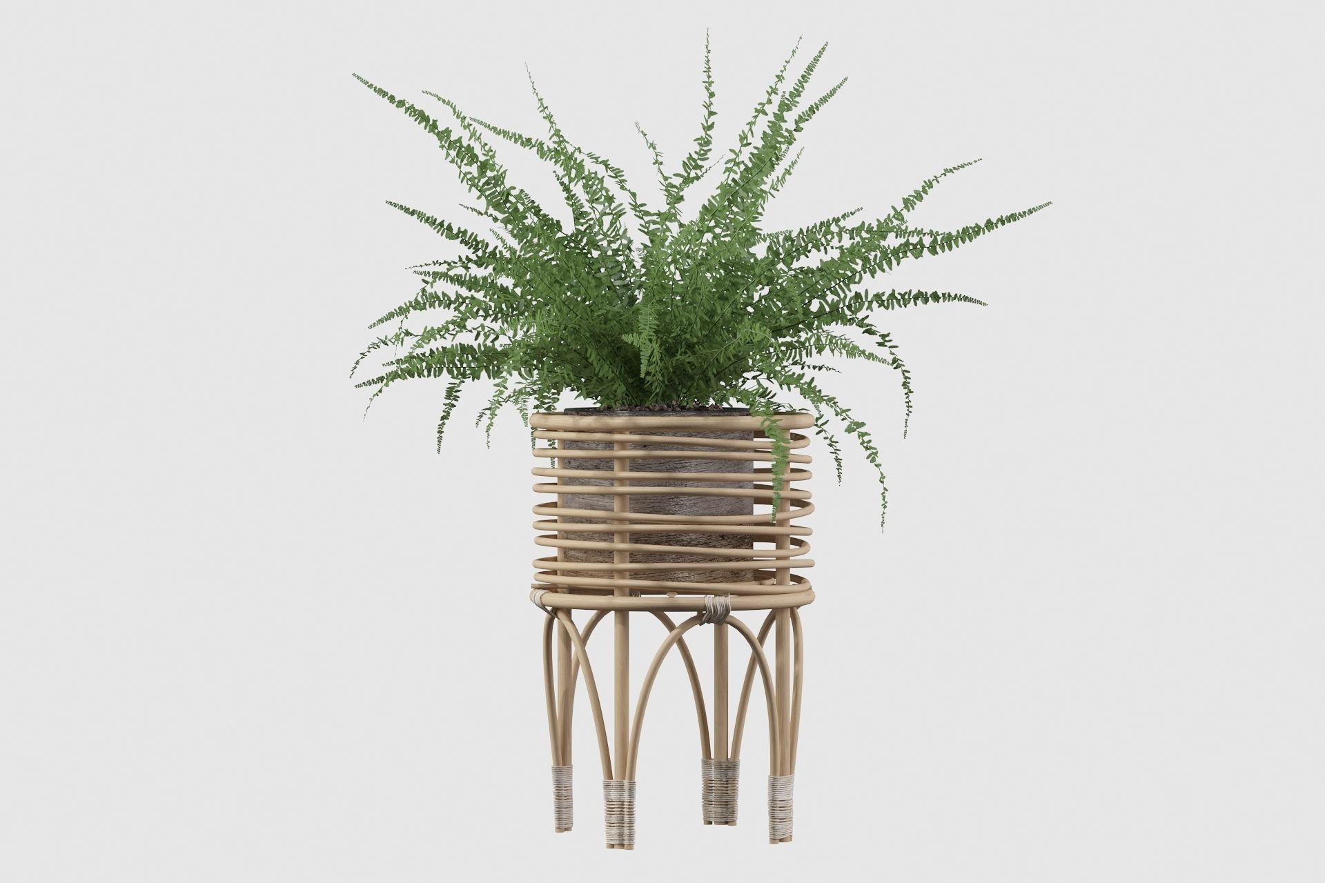 Fern in rattan stand 3D model_10