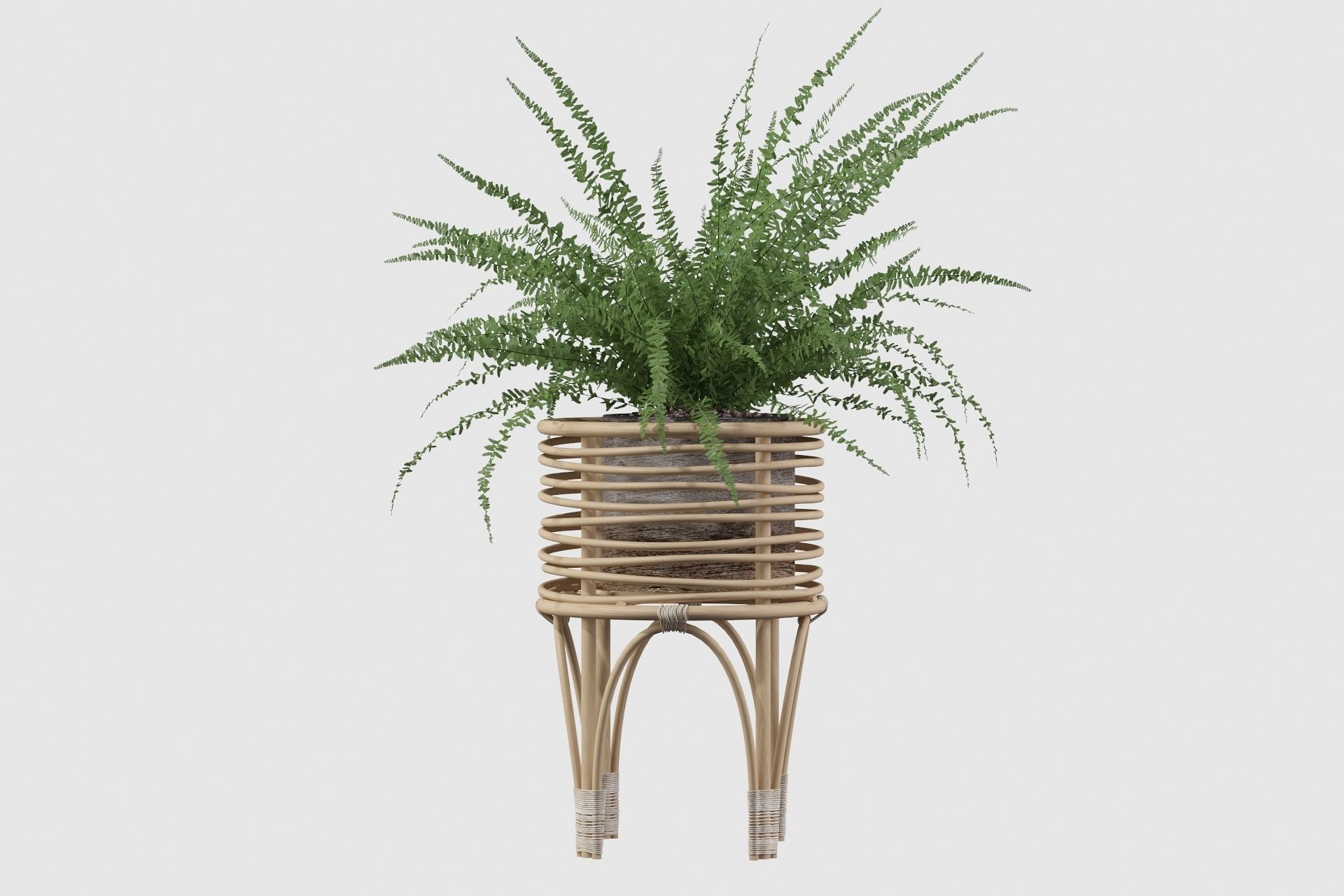Fern in rattan stand 3D model_22