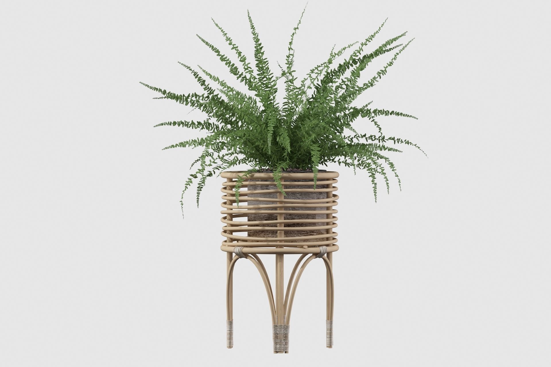 Fern in rattan stand 3D model_20