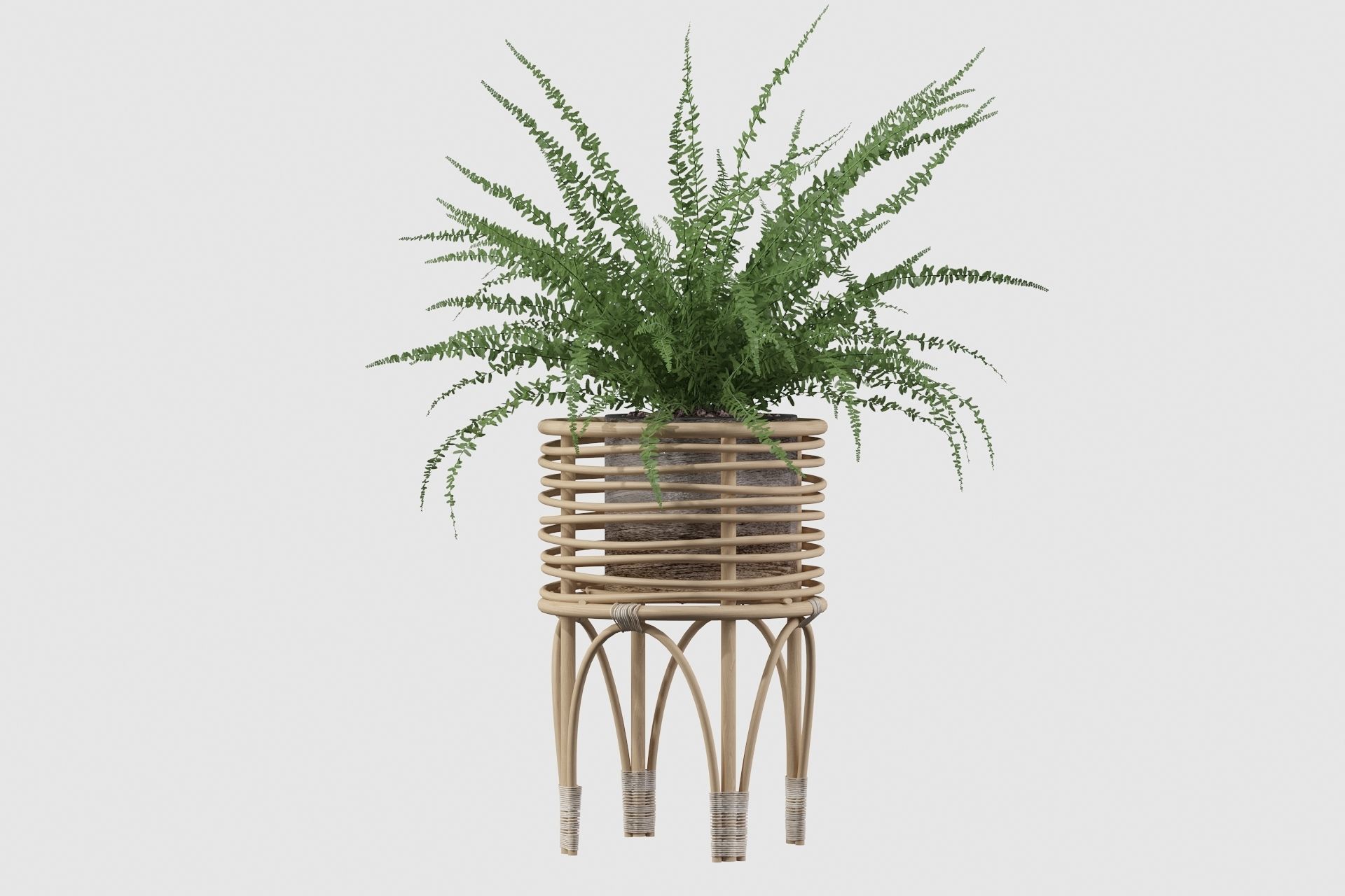 Fern in rattan stand 3D model_21