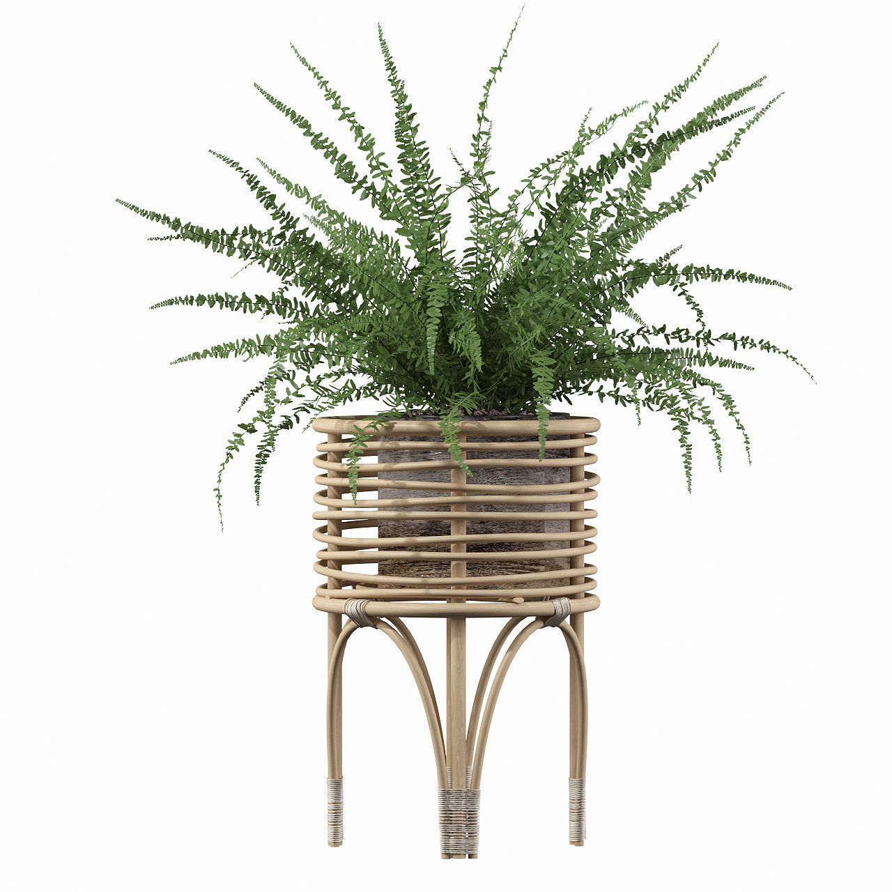 Fern in rattan stand 3D model_1