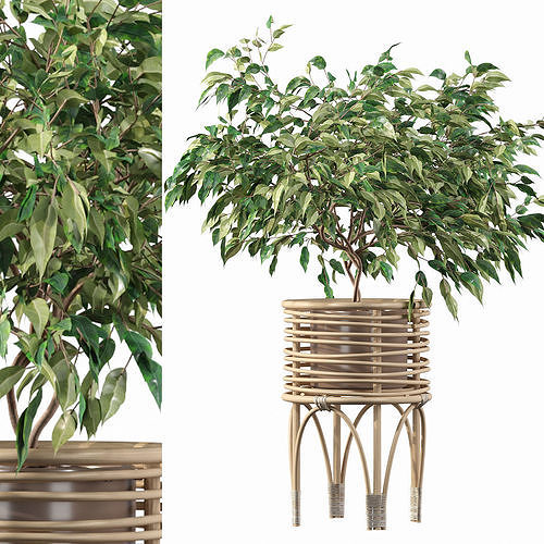 Ficus benjamina in rattan stand 3D model