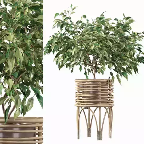 Ficus benjamina in rattan stand 3D model