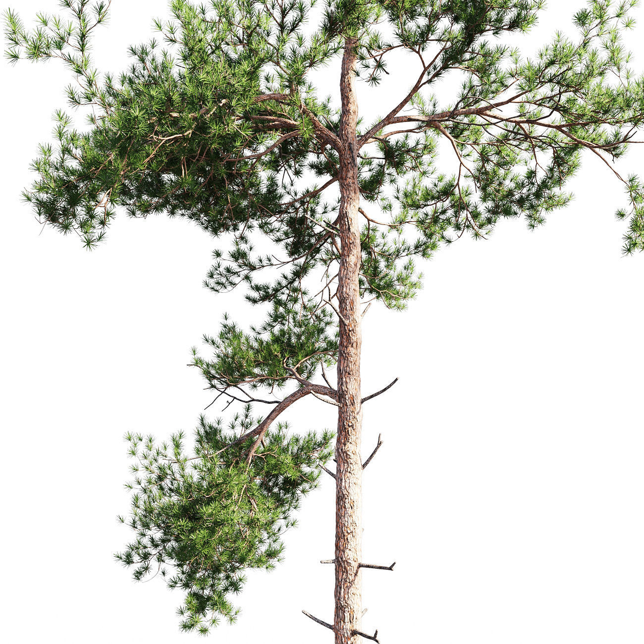 Scots pine 5 3D model_1