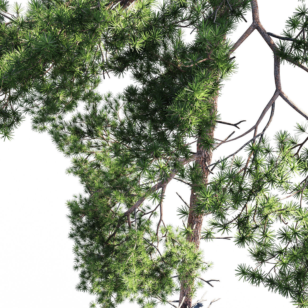Scots pine 5 3D model_2