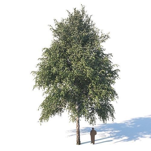 White birch 14 meters 3D model