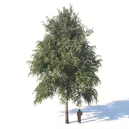 White birch 14 meters 3D model