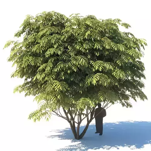  Manchurian walnut  - Juglans mandshurica 7 meters 3D model