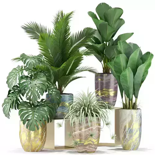 Plants collection 361