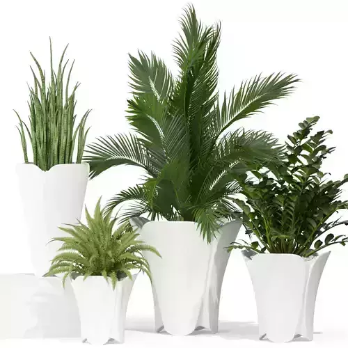 Plants collection 362