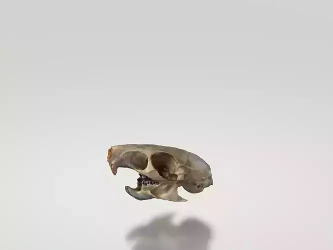 Rat Skull