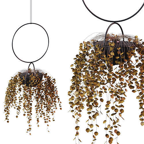 Plant in a hanging planter BLUMENKUGEL EDITION 3D model