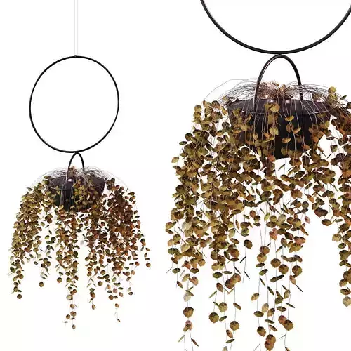 Plant in a hanging planter BLUMENKUGEL EDITION 3D model