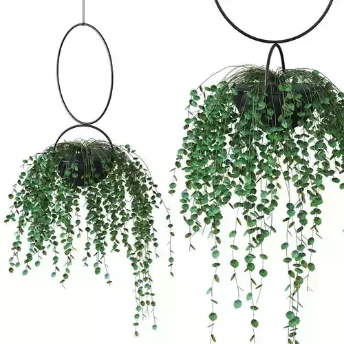 Plant in a hanging planter