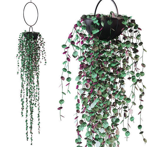 Plant in a hanging planter 3D model
