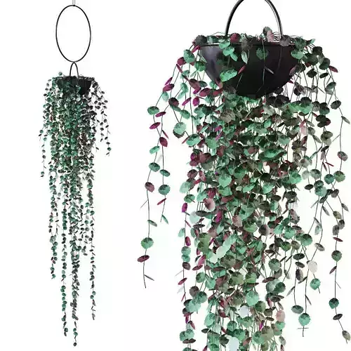 Plant in a hanging planter 3D model