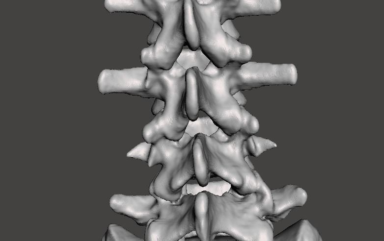 Human Lumbar Vertebrae   - male 3D model_9