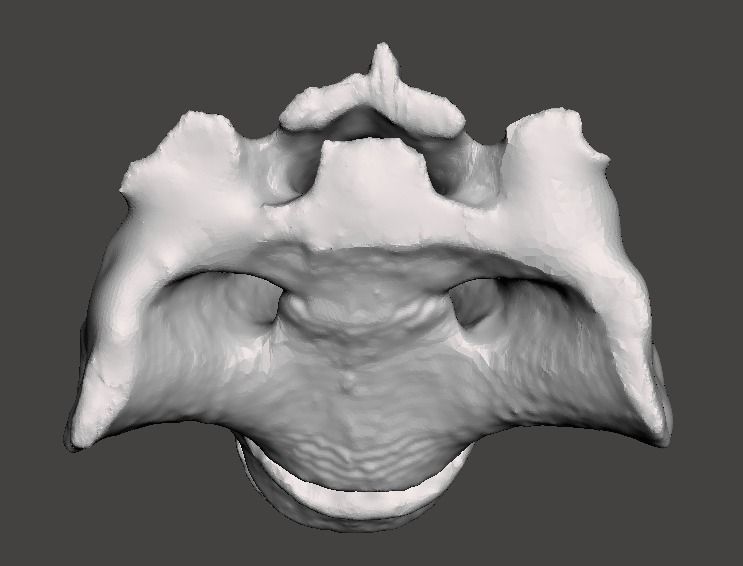 Human Lumbar Vertebrae   - male 3D model_5