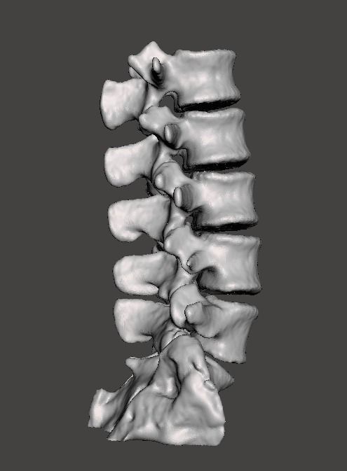 Human Lumbar Vertebrae   - male 3D model_2