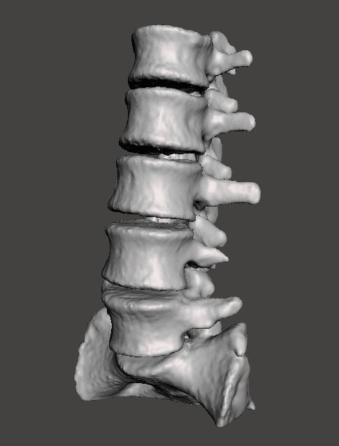 Human Lumbar Vertebrae   - male 3D model_6