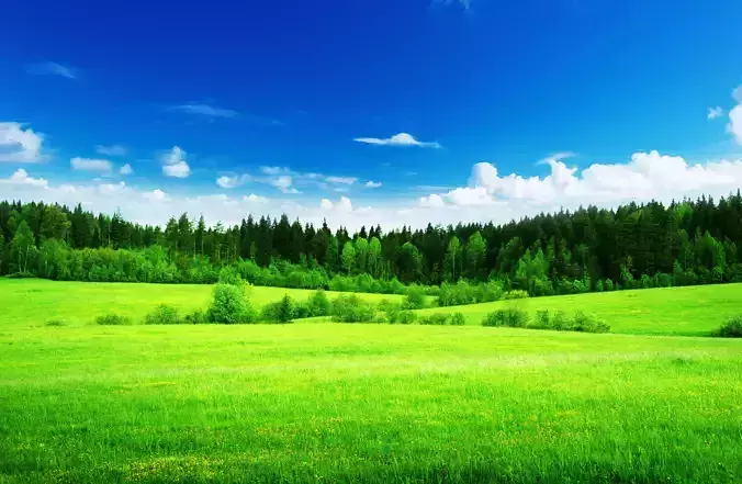 Home Model field with trees and sky wallpaper