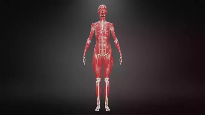 Muscular system Low-poly 3D model