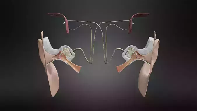 Auditory System Low-poly 3D model