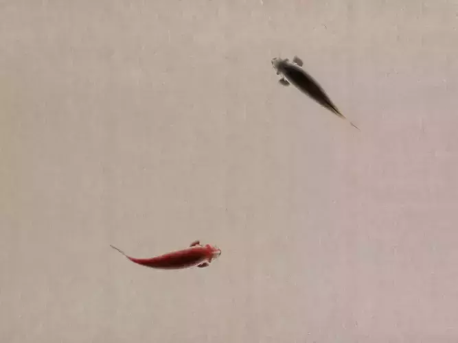 Ink Fish ink painting animation