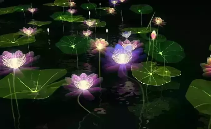 X-ray Lotus animation