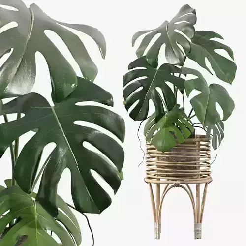 Monstera in rattan stand 3D model