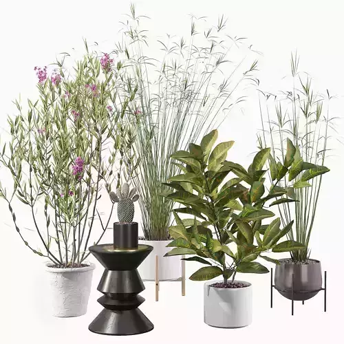 Plants collection 046