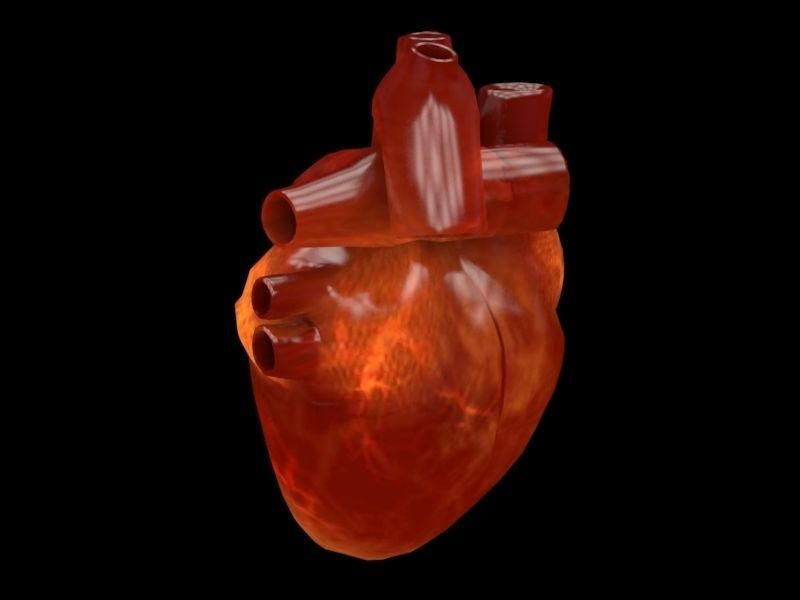 3D human Heart Low-poly 3D model_8