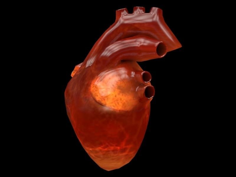 3D human Heart Low-poly 3D model_10