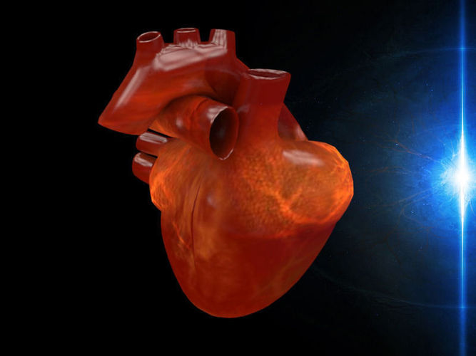 3D human Heart Low-poly 3D model