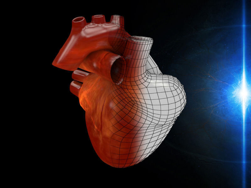3D human Heart Low-poly 3D model_4