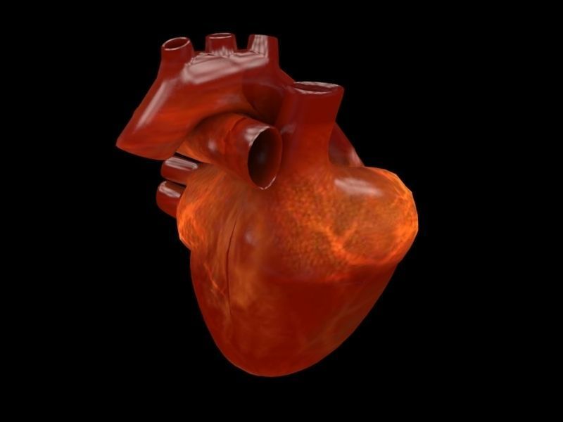 3D human Heart Low-poly 3D model_7