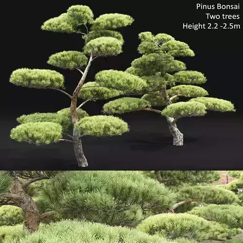 Pinus Bonsai 02 3D model