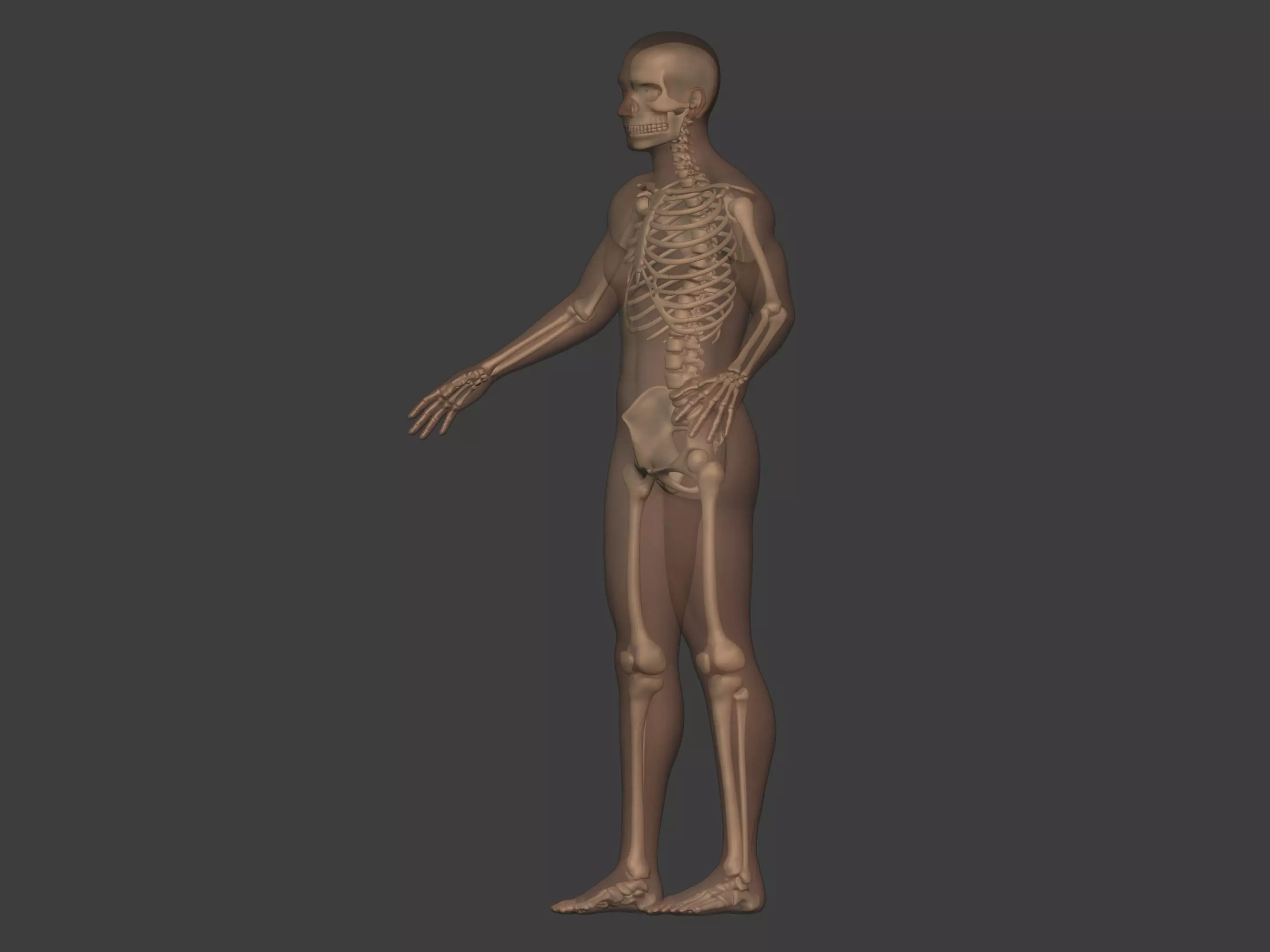 Human Skeleton - Body -- Hand Foot Spine Skull Teeth Tailbone Low-poly 3D model_5
