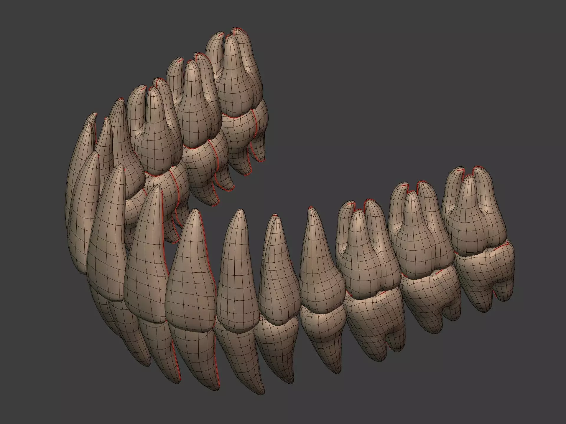 Human Skeleton - Body -- Hand Foot Spine Skull Teeth Tailbone Low-poly 3D model_13