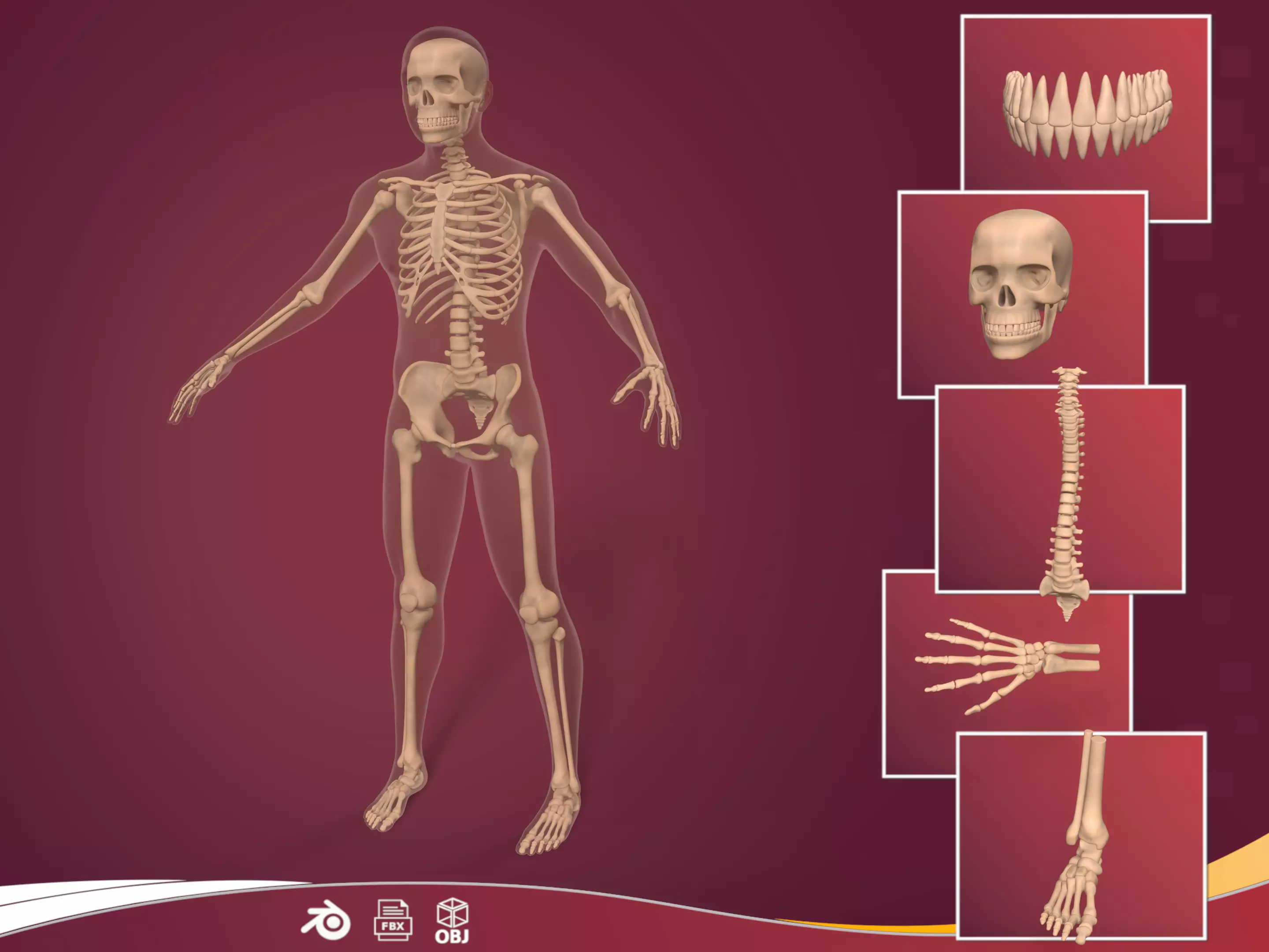 Human Skeleton - Body -- Hand Foot Spine Skull Teeth Tailbone Low-poly 3D model_0